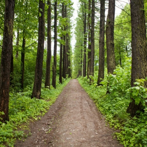 floresta_orig