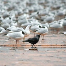 the-crow-1309968