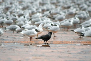the-crow-1309968
